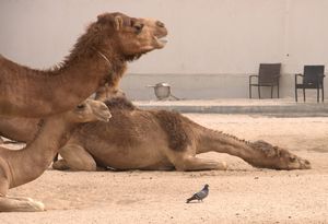 Camel trifecta