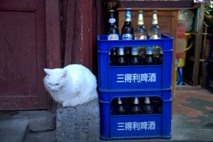 Still life with beer and cat
