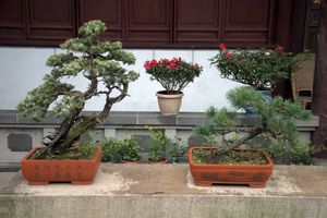More bonsai