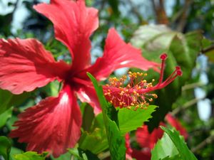 Hibiscus, Malaysia's National Flower