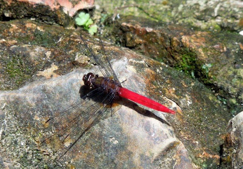 Angry-looking dragonfly