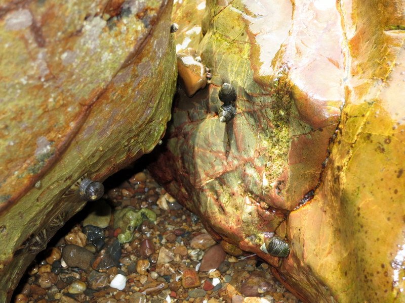 Snails on rocks