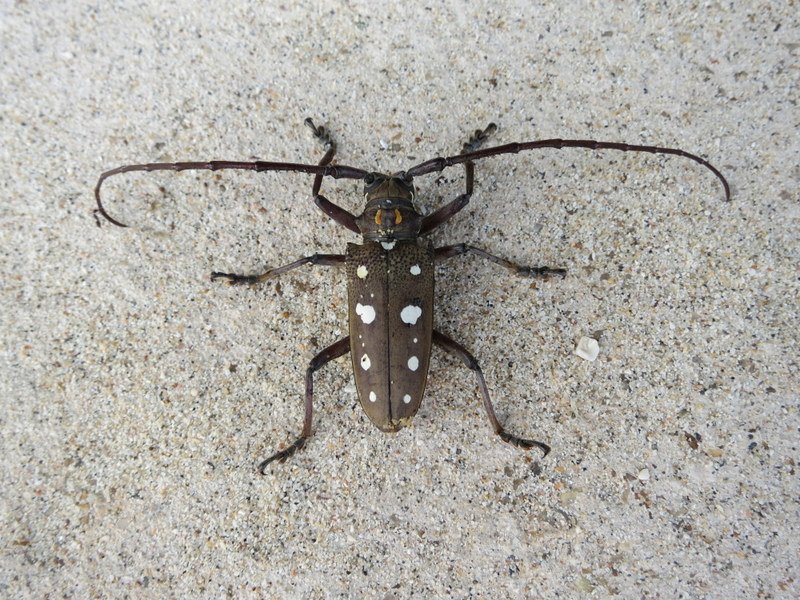 Humongous beetle