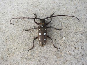 Humongous beetle