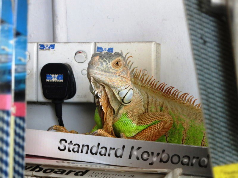 Sad iguana