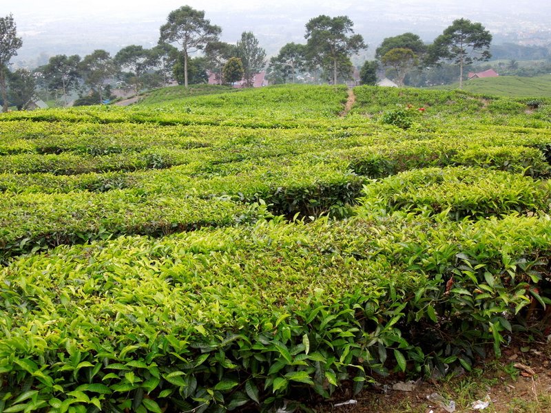 Tea plantation on Gunung Dembo