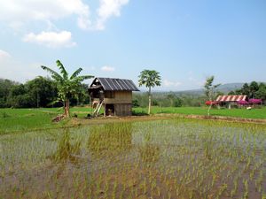 Inundated rice paddie