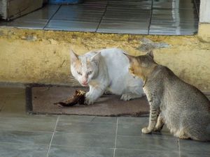 Cats with stolen  fish