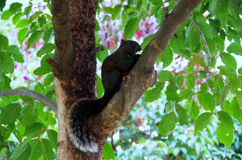 A squirrel in Da'an Park