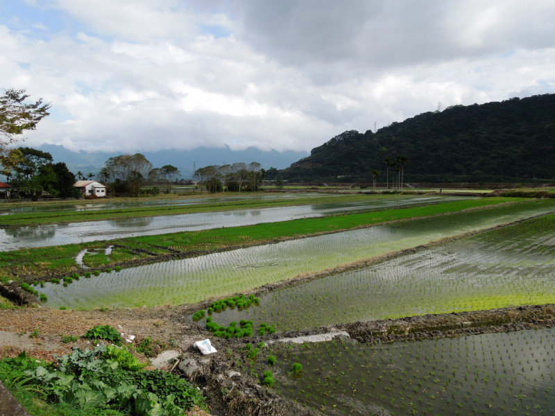 Rice paddy near Yuli