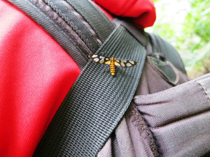 Strange insect on my camera strap