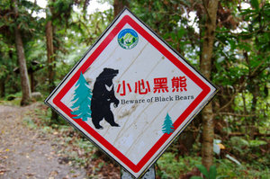 Beware of black bears