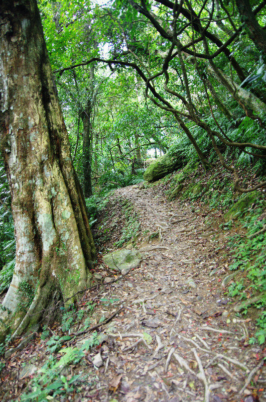 Hike through scenic forest