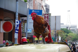 "Excuse me, sir, there appears to be a cock on your car"
