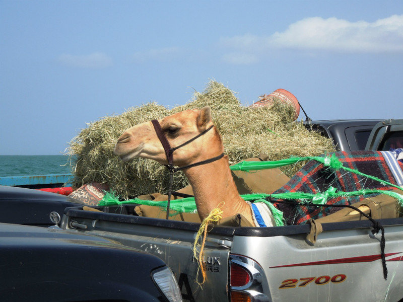 Camel transport
