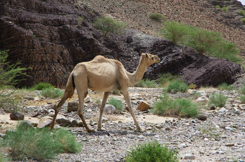 Camel roaming about