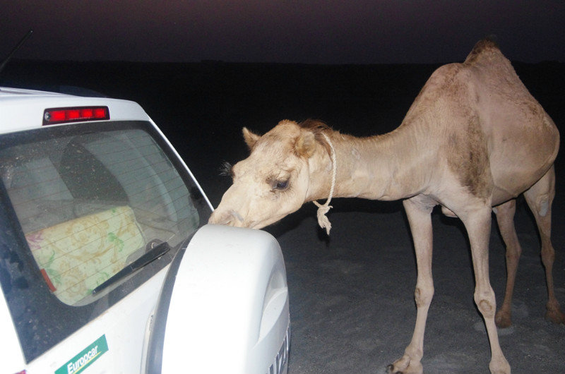 Camel checking out the car