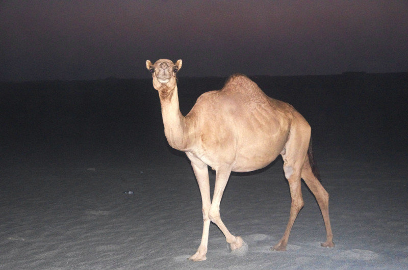 Camel caught in flagranti