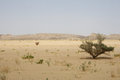 Desert around Ibri
