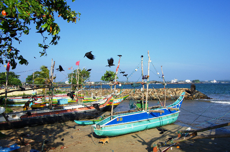 Galle boat harbour and crows