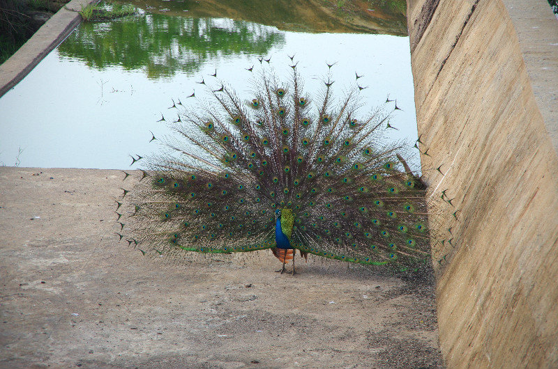 Peacock trying hard to impress