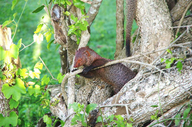 Mongoose hanging out