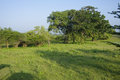 Yala landscape