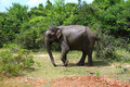 First elephant