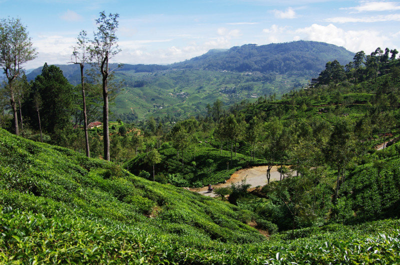 Hills and tea plantations