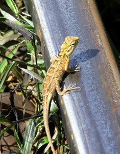 Lizard taking a break on the rails