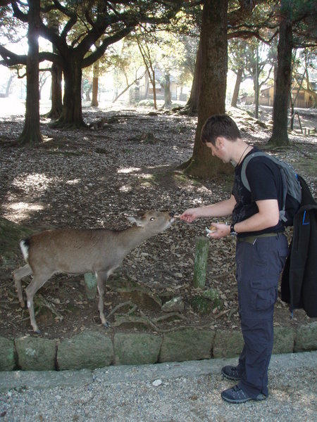 Patrick feeding the deer in Nara