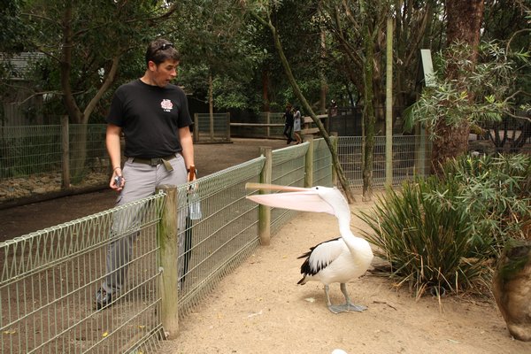 Patrick about to be attacked by a massive pelican