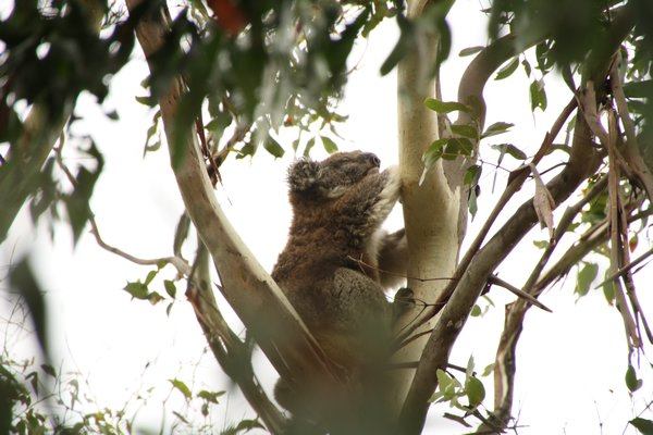 Koala on our campsite