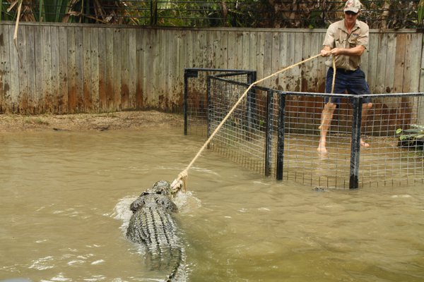 Trying to get the meat back from the croc