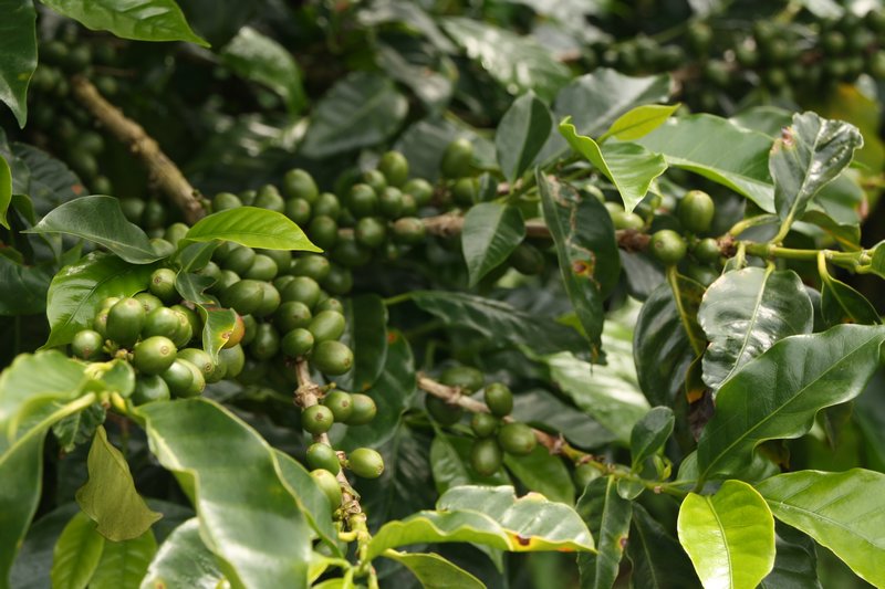 Coffee bush and beans