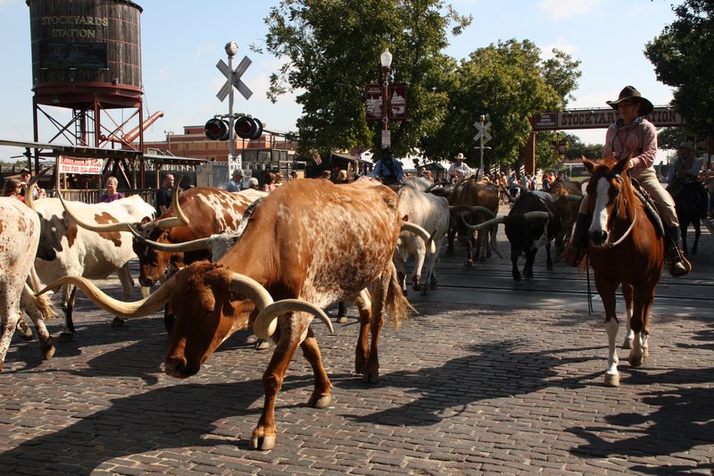 Cattle drive at Fort Worth