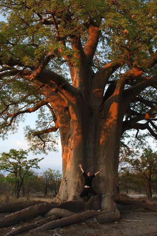 The great Baobab tree