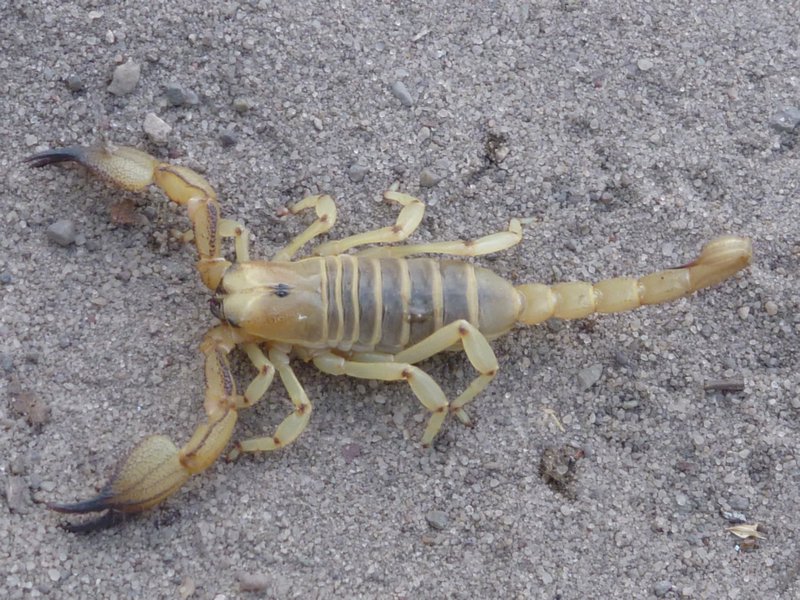 Nasty scorpion