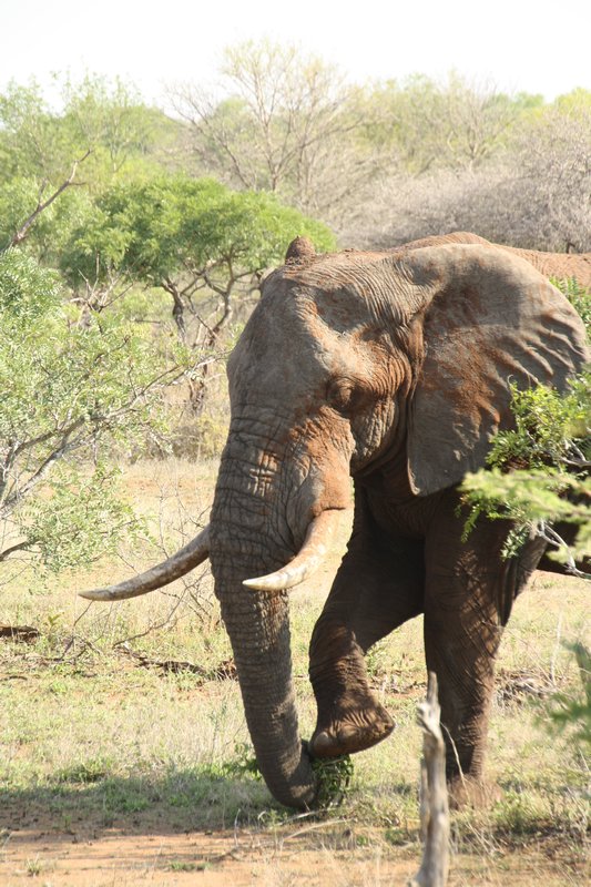 Elephant at Polokwane