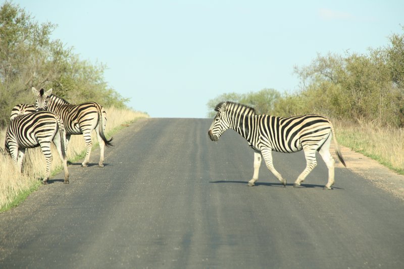 All vehicles stop.....at the zebra crossing