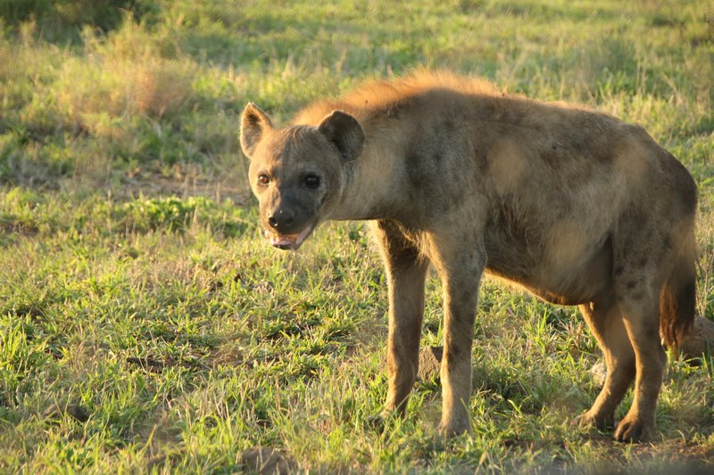 Lovely hyena at Kruger
