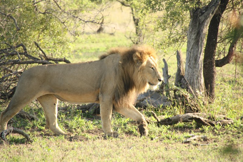 Proud lion at Kruger