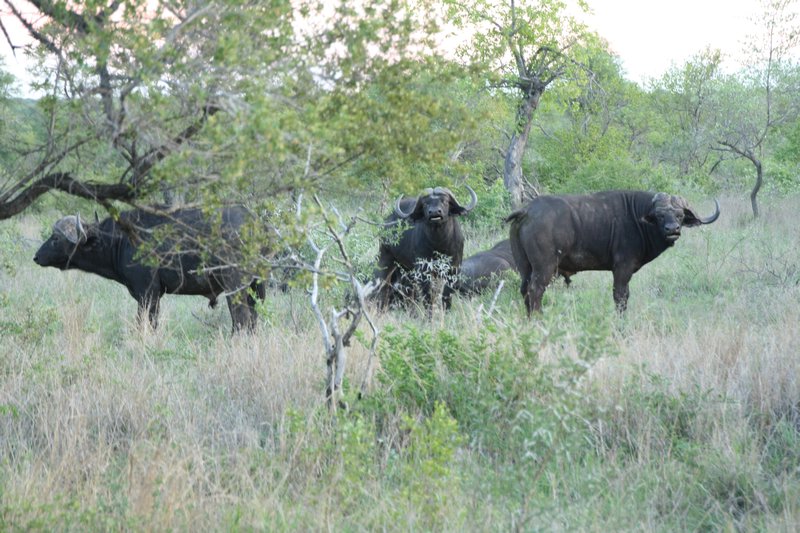 Buffalo at Kruger