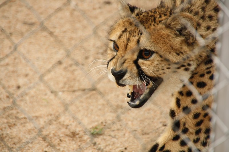 Friendly Cheetah?