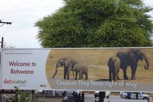 Watch out for those elephants!