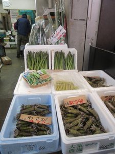 Wasabi at Tsukiji Outer Market