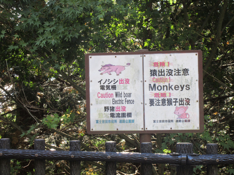 Monkeys! Wild Boar!