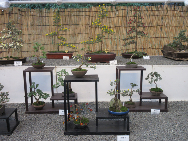 Chrysanthemum Exhibition at Meiji-jingu