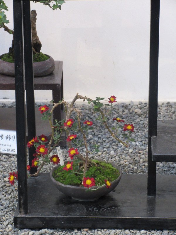 Chrysanthemum Exhibition at Meiji-jingu