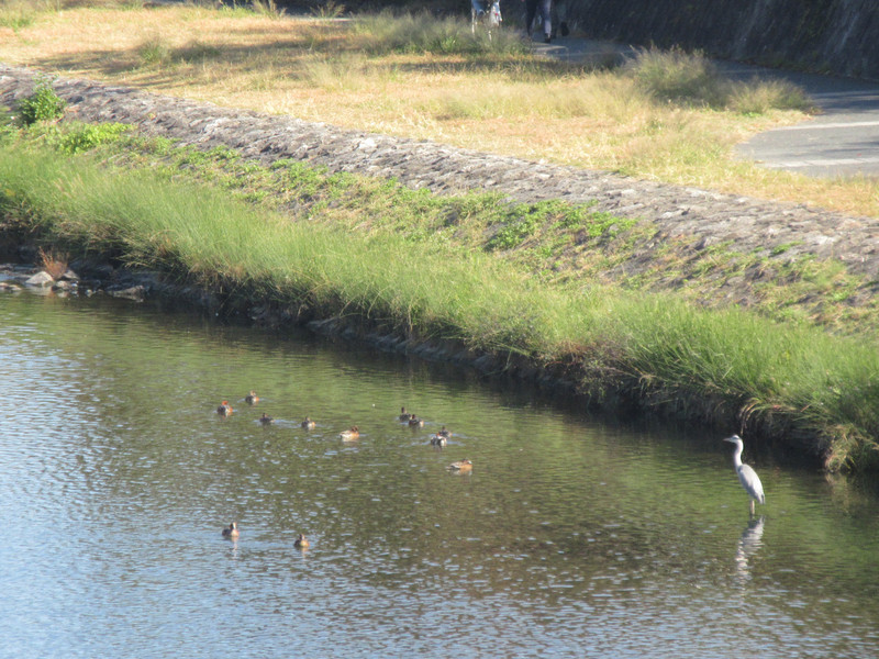 Birds on Kamo River